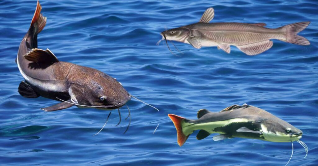 Is Catfish Halal?